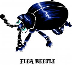 flea beetle.jpg